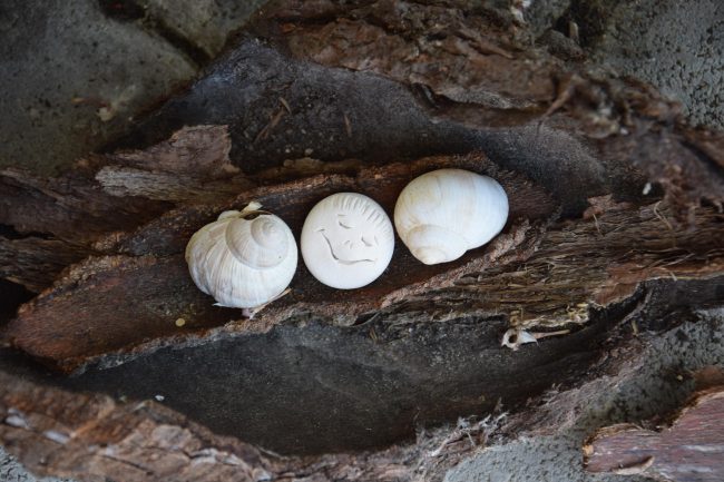 Schmunzelstein mit Schneckenhäusern auf Baumrinde