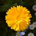 Blüte Calendula